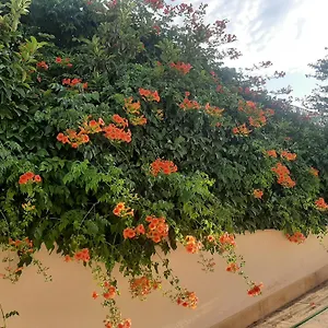 Panzió The Orange Groove